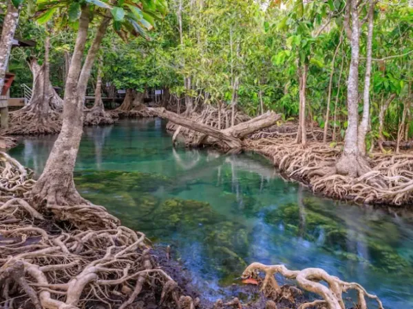 Mangrove Tour Nusa Lembongan