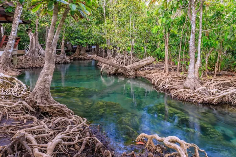 Mangrove Tour Nusa Lembongan: Harga, Rute, dan Pengalaman