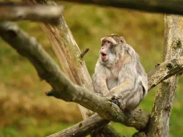 Sacred Monkey Forest Sanctuary: Tips Aman dan Jam Buka