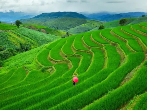 Tegallalang Rice Terrace: Panduan Lengkap, Harga Tiket, dan Tips Foto