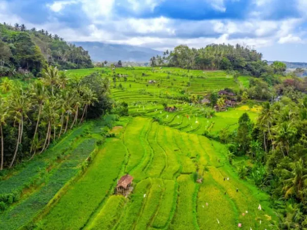 Villa dengan Pemandangan Sawah di Ubud