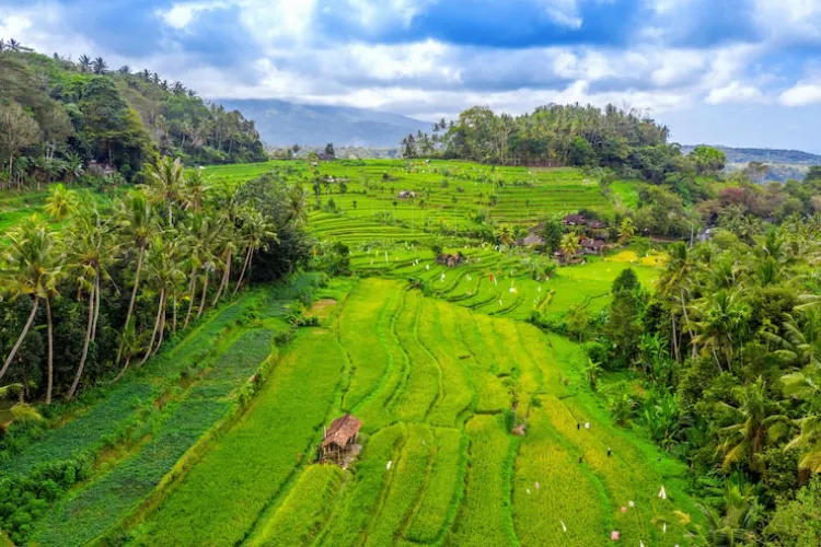 Villa dengan Pemandangan Sawah di Ubud
